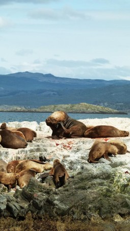 Leon marino Ushuaia